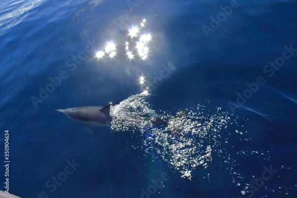 Obraz Delfin in freier Wildbahn