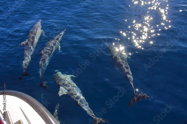 Obraz Delfine spielen miteinander