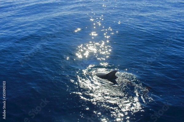 Obraz Delfin im Sonnenlicht