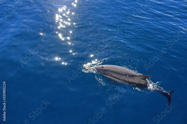 Obraz Pojawia się Dolphin