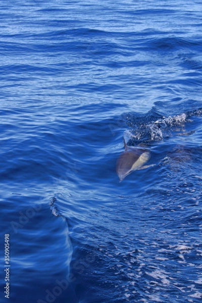 Obraz Delfin im Meer
