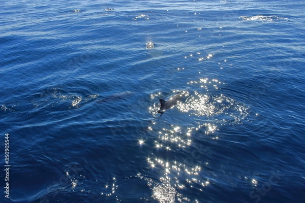 Obraz Wild lebende Delfine