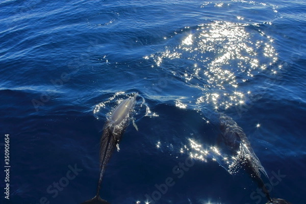 Obraz Delfin im Pazifik