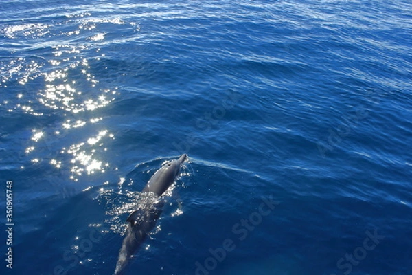 Obraz Delfin im Pazifik