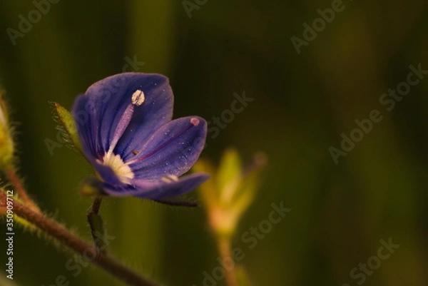 Obraz Forget me not on a dark background.