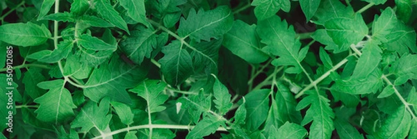 Obraz Seedling tomato leaf macro