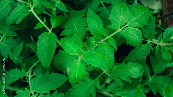 Obraz Seedling tomato leaf macro