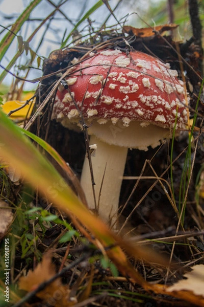 Fototapeta red mushroom in the forest