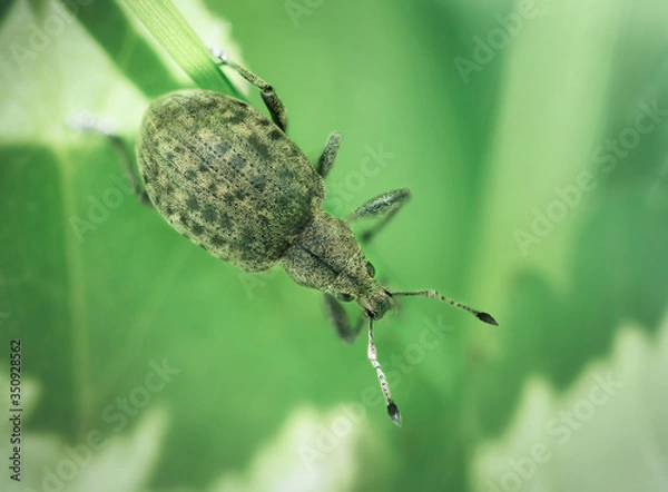 Obraz Weevil beetle on a leaf