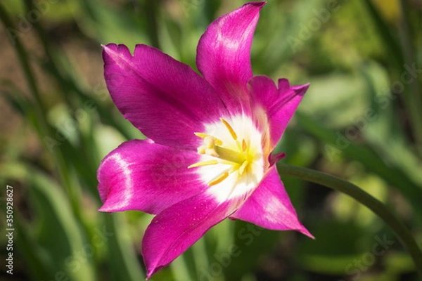 Obraz Purple tulip in the field