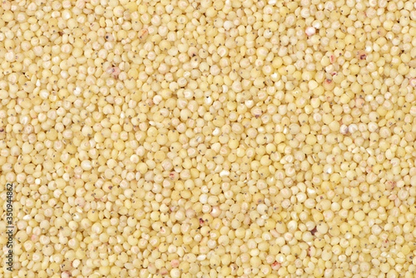 Obraz sorghum background