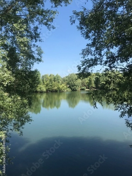 Obraz lake in the forest