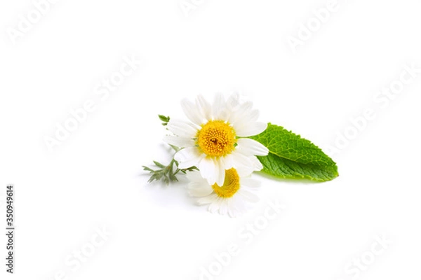 Obraz Chamomile flowers on isolated white background