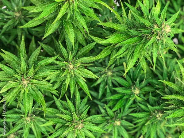 Fototapeta marijuana, backgrounds