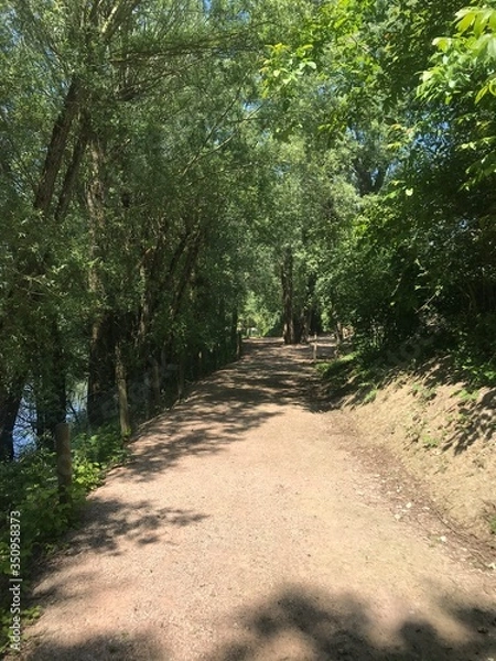Obraz path in the woods