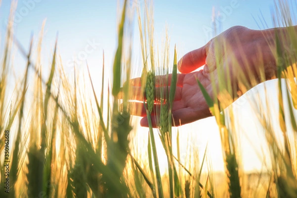 Obraz Green spikelets in the woman palms against the background of a field in the rays of the setting sun . Organic farming concept.  Selective focus, extremely shallow DOF, blurred background
