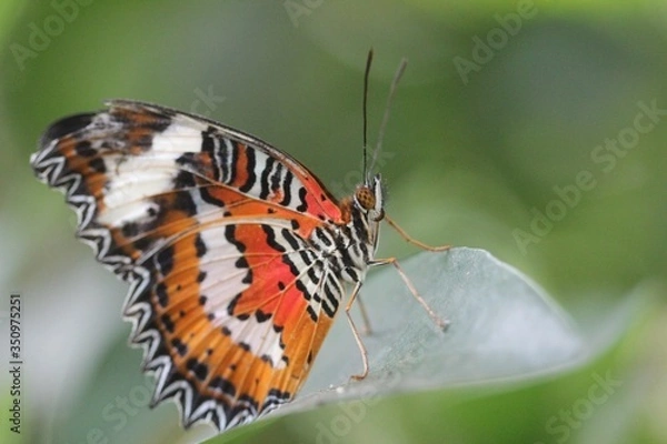 Obraz Orange butterfly