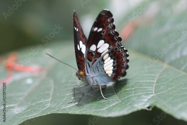 Obraz Brown butterfly