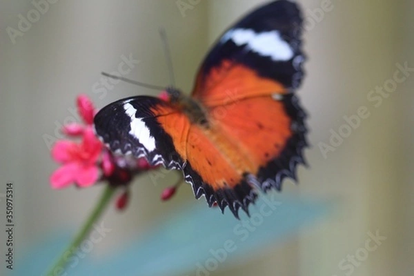 Fototapeta Open wing butterfly