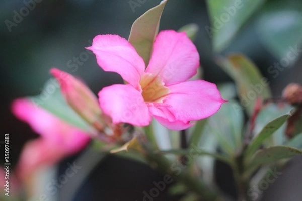 Obraz Pink flowers