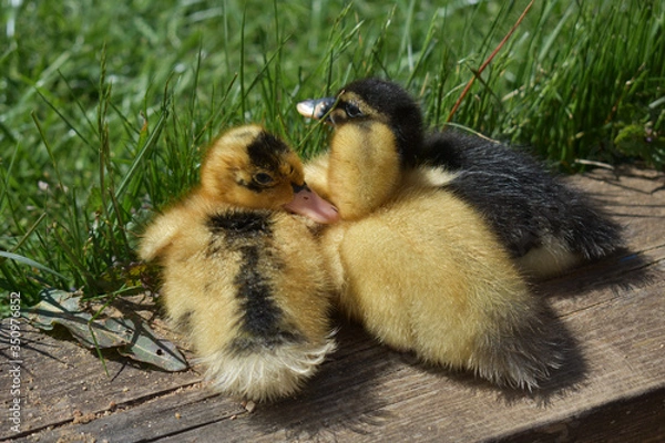 Obraz Little ducklings.