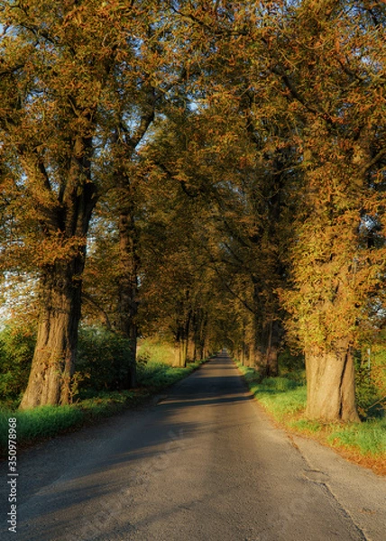 Obraz Wąska droga wśród drzew