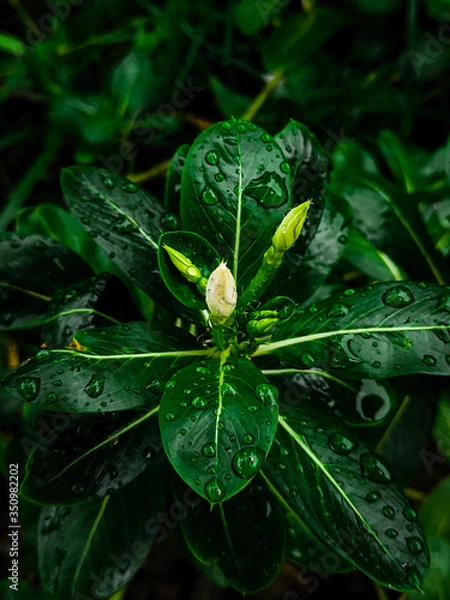 Obraz spider on a leaf