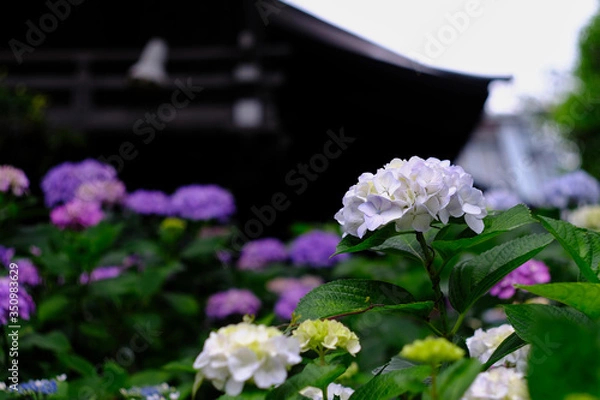 Fototapeta hydrangea in temple