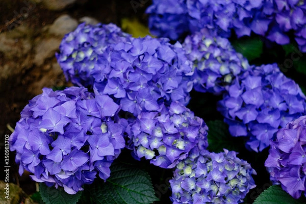Fototapeta purple hydrangea flowers