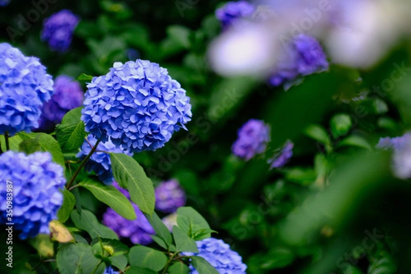 Fototapeta blue hydrangea flowers