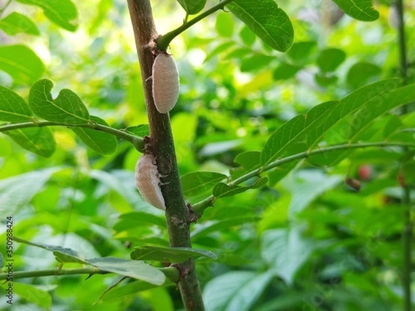 Fototapeta Insects on the tree.