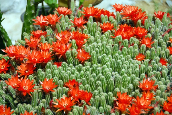 Obraz Cactus red flowers