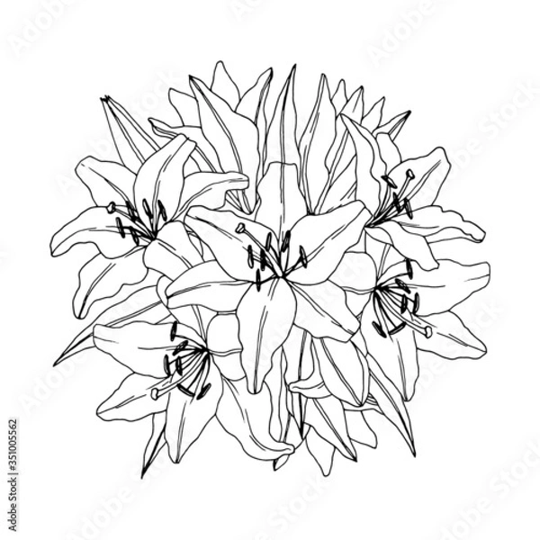 Obraz Flower  bouquet - Lilies . Vector coloring page– Flower bouquet. Coloring book page. Hand-drawn illustration for coloring.