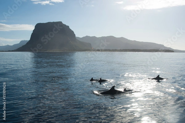 Obraz Dolphins of Indian Ocean
