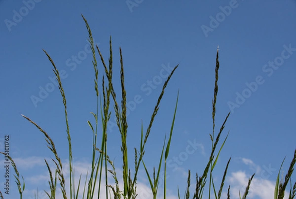 Fototapeta Gräser