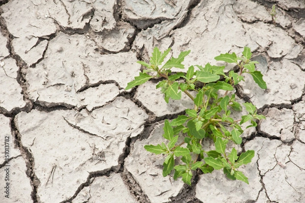 Obraz a plant that grows on dry, cracked soil surface during drought