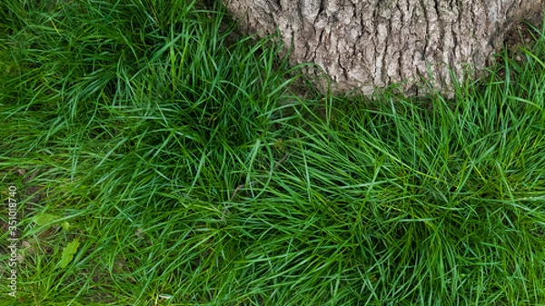Fototapeta Long green grass growing near tree. May, Spring. Macro shooting, closeup