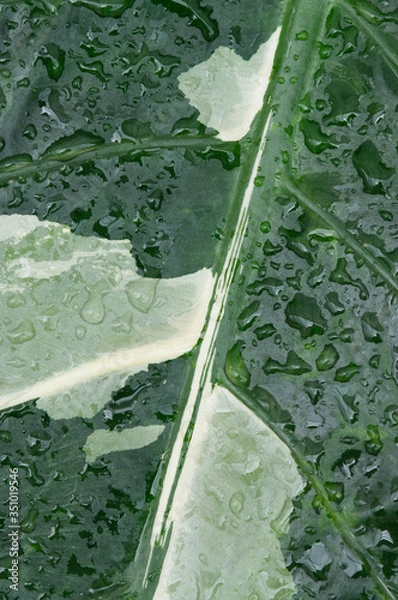 Fototapeta rain drops on leaf