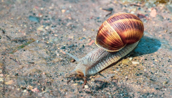 Fototapeta running snail