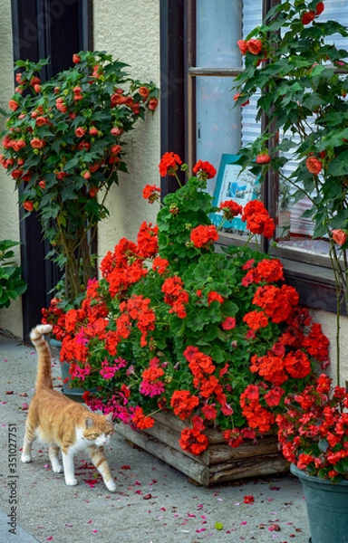 Obraz cat walking on flowers