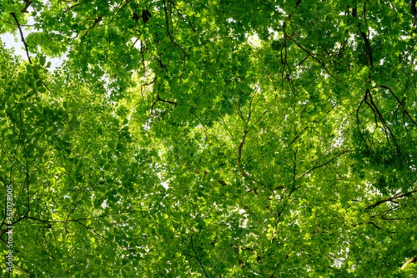 Obraz Roślinoskłon