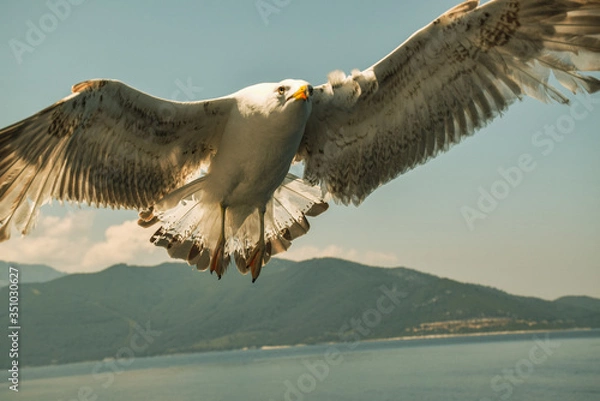 Obraz seagull over greece
