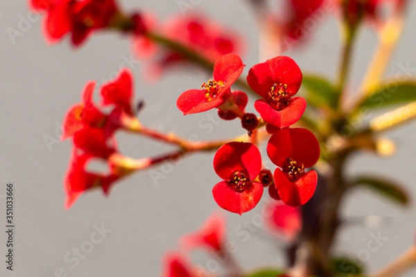 Obraz euphorbia