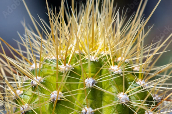 Obraz cactaceae