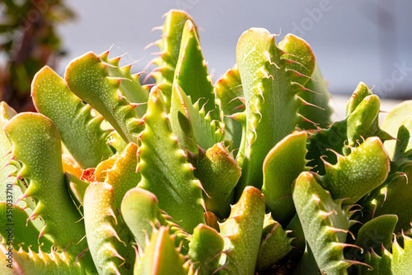 Obraz faucaria tigrina
