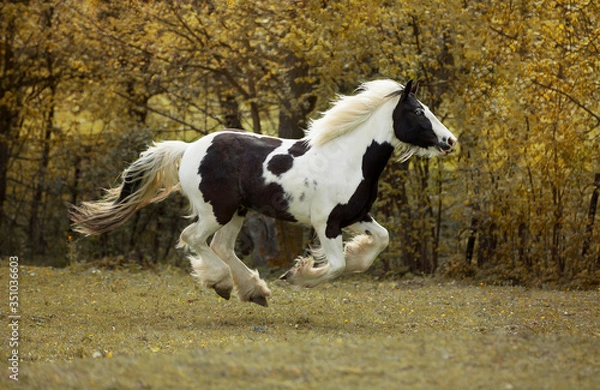 Fototapeta black and white Irish cob stallion with blue eye gallops through meadow