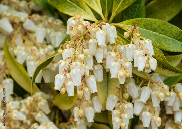 Obraz Pieris Blossom