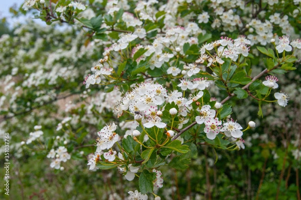 Obraz Crataegus monogyna, known as common or oneseed hawthorn