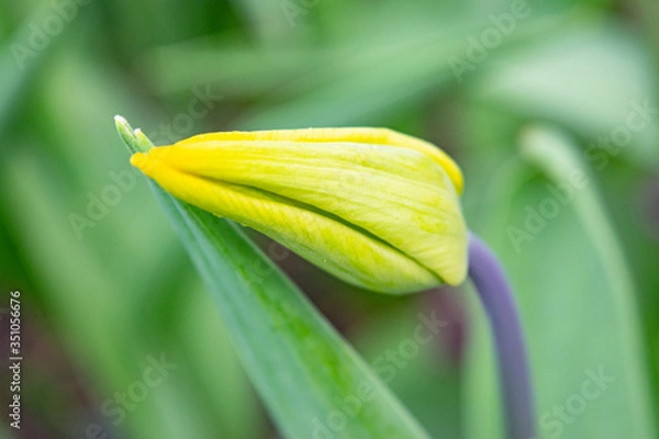 Fototapeta Yellow tulips in the green grass. The first spring flowers. Close up.