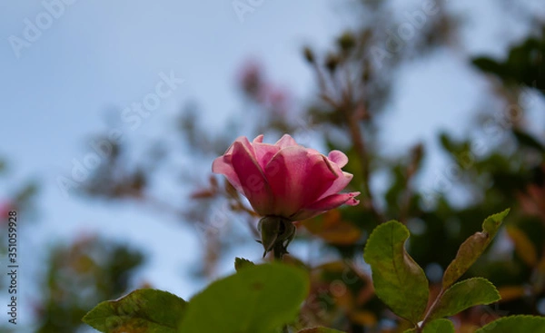 Obraz pink rose against blue sky